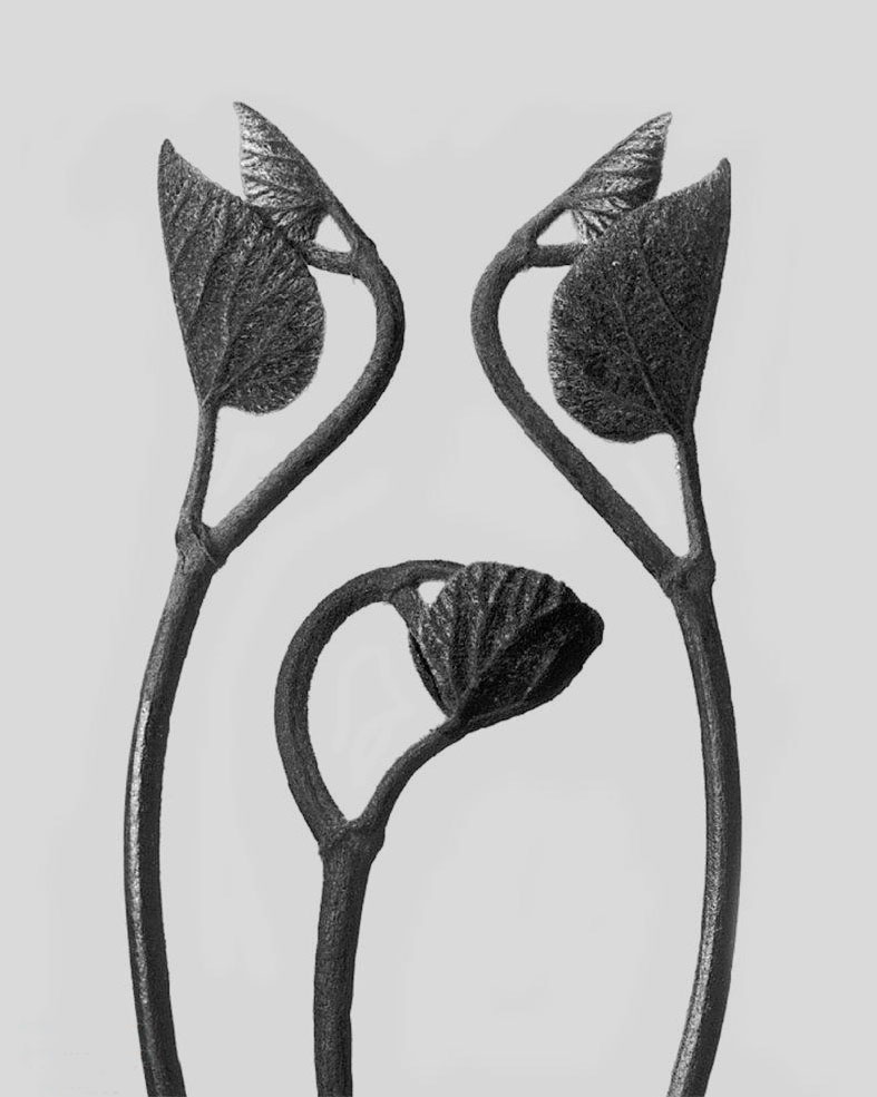 foto Karl Blossfeldt