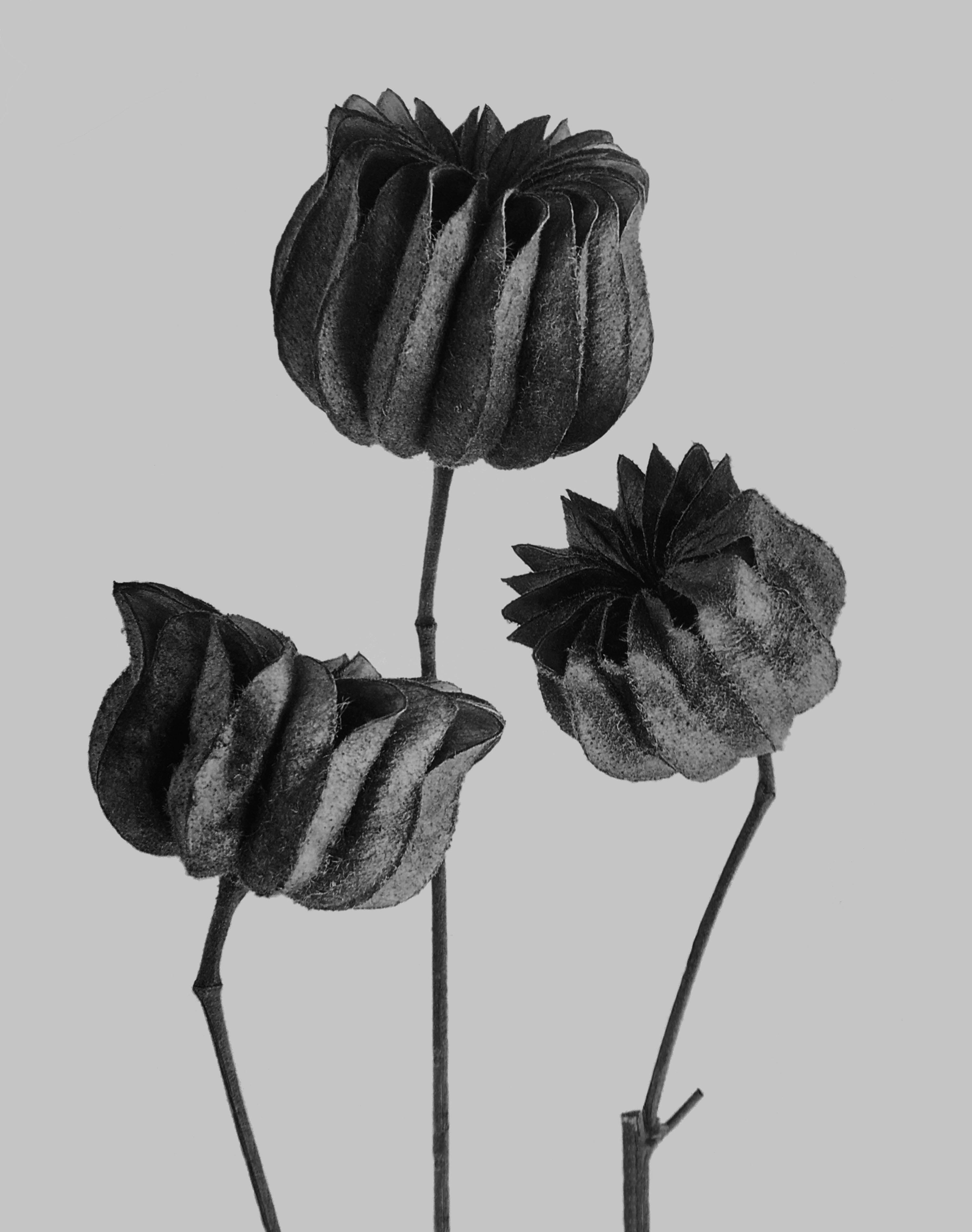 foto Karl Blossfeldt